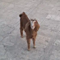 بزغاله سه ماهه ماده