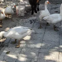 5 تا غاز خونگی