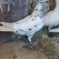 کفتر بوم پررشی دورگ و رنگه