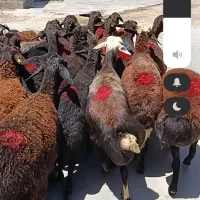 گوسفند قزل افشار