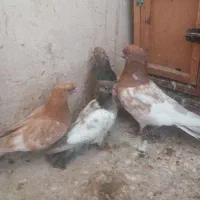 کله زرد و کله هفت رنگ با ۲ تا جوجه