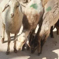 بره ماده