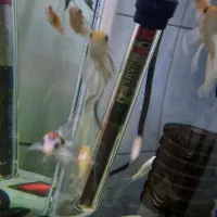 اکواریوم سالم باماهی|ماهی|سرخه حصار, |دیوار