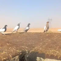 کبوتر|پرنده|چناران, |دیوار