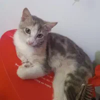 واگذاری گربه نژاد Dsh|گربه|رشت, حمیدیان|دیوار