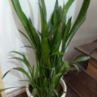 گل سانسوریا بزرگ وسرحال