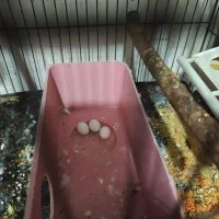 فروش فوق العاده مرغش مولد با جوجه|پرنده|شهرکرد, |دیوار