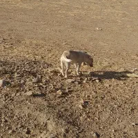 سگ پاکوتاه|سگ|کنگاور, |دیوار