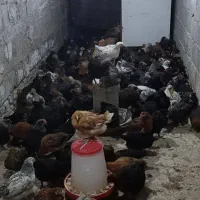 نیمچه مرغ 3/5 ماهه