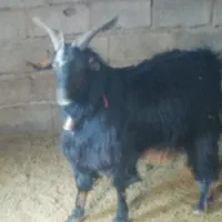 چبش نر|حیوانات مزرعه|حنا, |دیوار