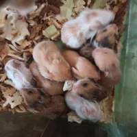 همسترمینیاطوری ، دستی|موش و خرگوش|شیراز, شهرک کوشکک|دیوار