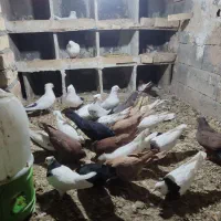 کفتر یا کبوتر|پرنده|خنجین, |دیوار