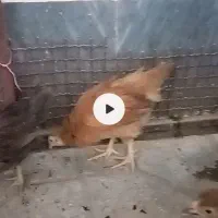 جوجه مرغ محلی نهبندان|حیوانات مزرعه|نهبندان, |دیوار