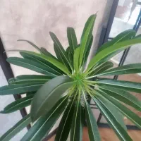 نخل ماداگاسکار بزرگ