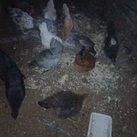 مرغ و خروس