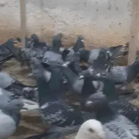 تعداد ۱۲۰عدد پلاکی استان قزوین بوم ندارن