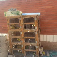 قفس جفت کن کبوتر زینتی|پرنده|باغ بهادران, |دیوار