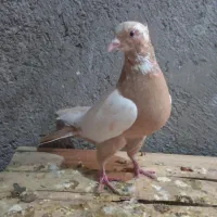 کبوتر رنگی|پرنده|اسفرورین, |دیوار