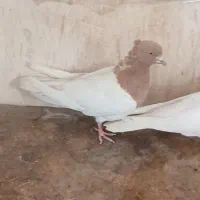 کله ای وطوقی