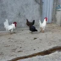 سالم خروس|حیوانات مزرعه|سیلاخور, |دیوار