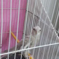 عروس هلندی نر