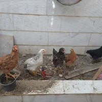 5عدد جوجه