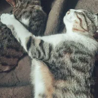 گربه نر برای جفت‌گیری