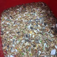 عروس هلندی ماده|پرنده|حمیدیا, |دیوار