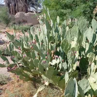 قلمه کاکتوس آپونتیای میوه دار