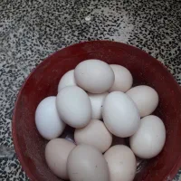 تخم مرغ گلین لری نطفه دار