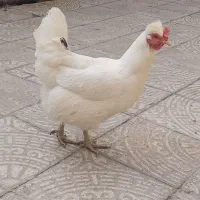 مرغ