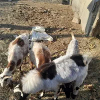 ۳ راس بز ابستن و ۱ راس تکه|حیوانات مزرعه|شهریار, بکه|دیوار