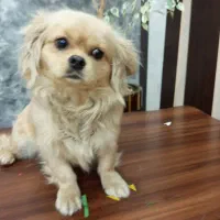 سگ خونگی پاه کوتاه