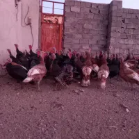 فروش بوقلمو (بوق)|حیوانات مزرعه|بیستون, |دیوار