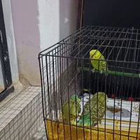 سه تا مرغ عشق