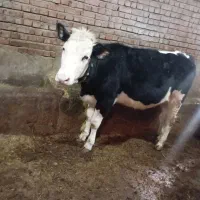 گوساله|حیوانات مزرعه|نظر کهریزی, |دیوار