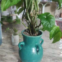 گل سیگنیوم|گل و گیاه طبیعی|اصفهان, شیخ اشراق|دیوار