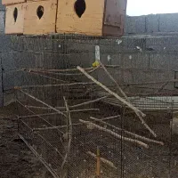 قفس پران ولانه عروس هلندی|لوازم جانبی حیوانات|رامسر, |دیوار