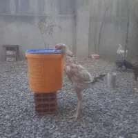 دوعددخروس لاری|حیوانات مزرعه|خان ببین, |دیوار