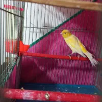 قناری نرو ماده|پرنده|تهران, علم و صنعت|دیوار