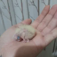 جوجه عروس سرلاکی|پرنده|پاکدشت, شهرک انقلاب|دیوار