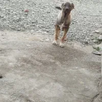 توله سگ سرابی نر