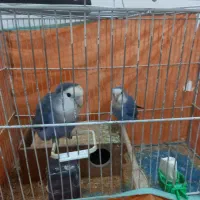 فروش فوری طوطی