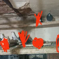 کبوتر یکجا 6 عدد|پرنده|تبریز, |دیوار