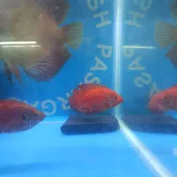 سالن پرورش ماهی