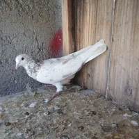 کبوتر سرور|پرنده|قم, باغ کرباسی|دیوار