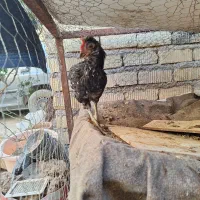 جوجه گلین اصل کفتر سینه سرخ ماده|حیوانات مزرعه|طسوج, |دیوار