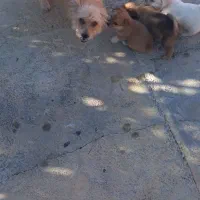 سگ شیتزو شناسنامه دار|سگ|سنندج, |دیوار