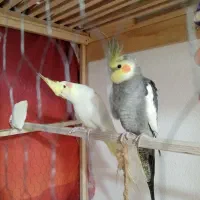 پرنده