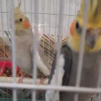 عروس هلندی نر وماده سالم|پرنده|اردبیل, |دیوار